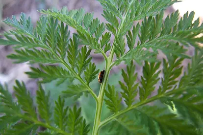 Sweet Wormwood, ©  Lloyd Crothers | Flickr.com,  https://www.flickr.com/photos/lcroth/5456425065