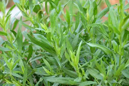 Tarragon, © Jasmine&Roses | Flickr.com,  https://www.flickr.com/photos/townandcountrygardens/3509541123
