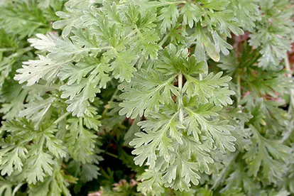 Wormwood, © Matt Lavin | Flickr.com,  https://www.flickr.com/photos/plant_diversity/5018423476