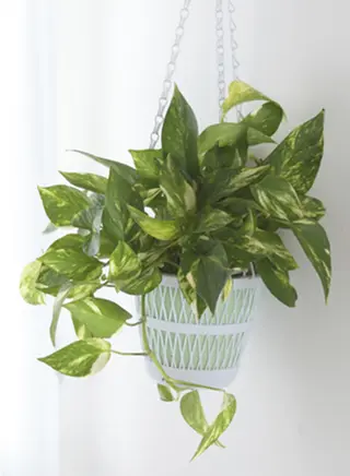 potted pothos