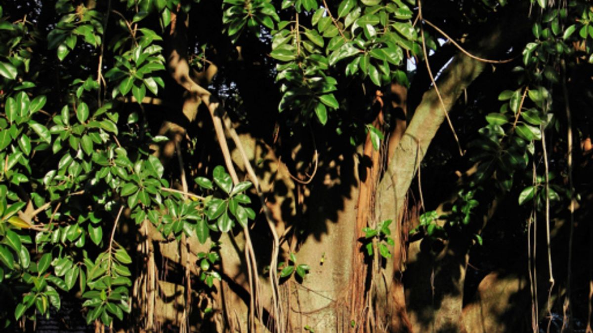 Caring for Rubber Tree Plants: A Comprehensive Guide