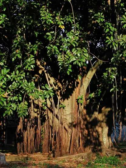 Rubber tree