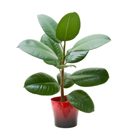 potted rubber plant