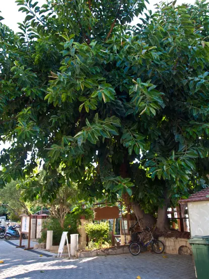 rubber trees in landscape
