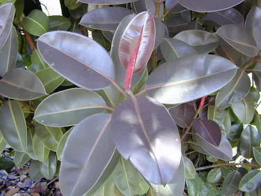 green congo philodendron #0210-126 rooting full plant high variegated philodendron green congo nuclear. (Regular)