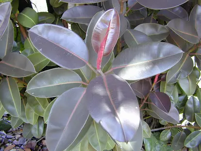 Ficus Elastica Burgundy - (c)  Forest and Kim Starr
 - https://www.flickr.com/photos/starr-environmental/9044410417