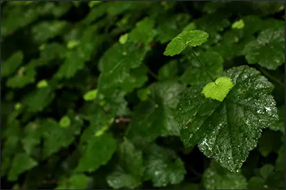 Outdoor Piggy Back Plant, ©   Leslie Seaton | Flickr.com,  https://www.flickr.com/photos/lacatholique/6021152410/