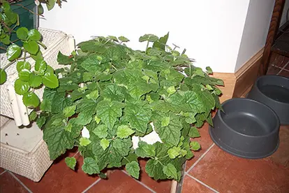 Indoor Piggy Back Plant, ©   InAweofGod'sCreation | Flickr.com,  https://www.flickr.com/photos/nhoulihan/4697462596/