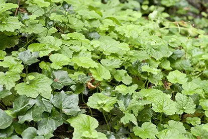 Garden Piggy Back Plant, ©    Luke McGuff | Flickr.com,  https://www.flickr.com/photos/holyoutlaw/6173173921/