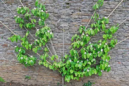 Fan pear tree