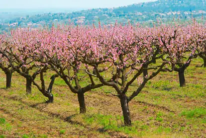 Peach trees in blossom