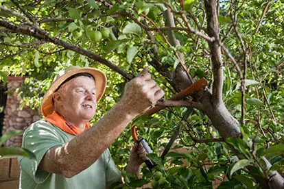 Man pruning trees