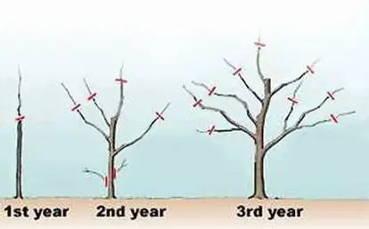 Apple tree pruning / Image modified with permission / http://www.spain-info.co.uk/gardening/apple-pruning-Illustration%202.jpg