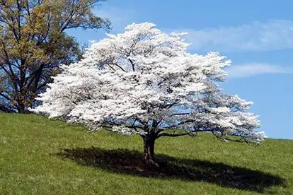 Flowering Dogwood Tree