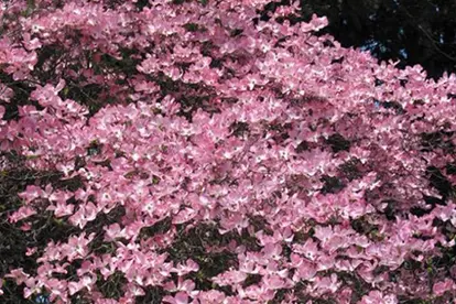 Flowering dogwood