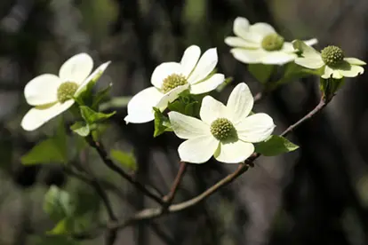 Pacific Dogwood Cornus nuttallii