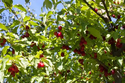 Cornelian Cherry Cornus mas