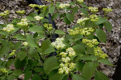 Pagoda Dogwood, © rockerBOO | Flickr.com, https://www.flickr.com/photos/rockerboo/8751298990