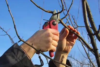 dormant tree pruning