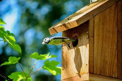 wood birdhouse