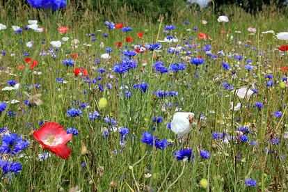 cornflower planting