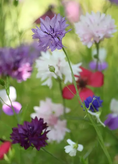 cornflower varieties