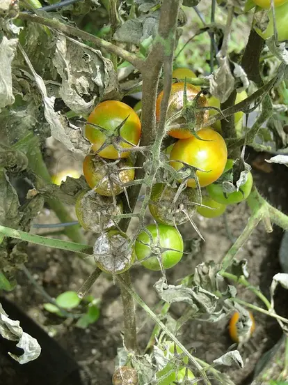 tomato blight