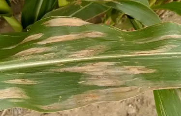 Corn leaf blight http://msue.anr.msu.edu/news/northern_corn_leaf_blight_levels_high_in_2014