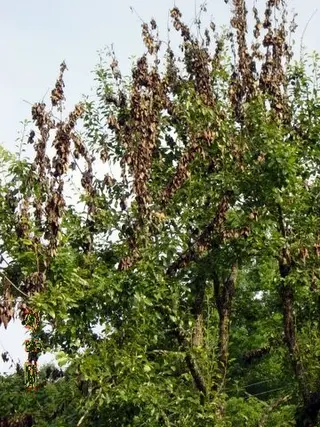 fire blight http://www.walterreeves.com/food-gardening/fire-blight/