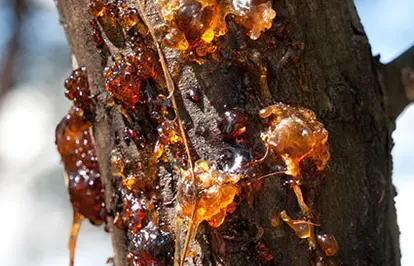 bacterial blight