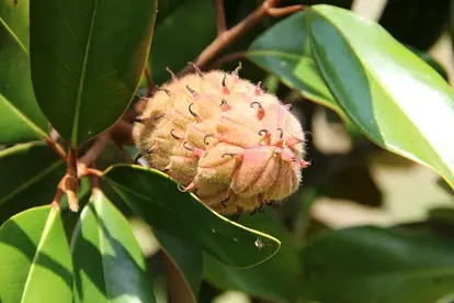 magnolia seed structure