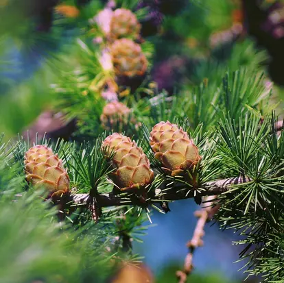 larch cones