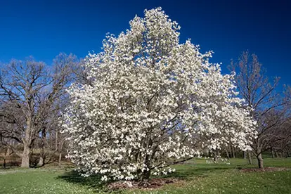 magnolia tree