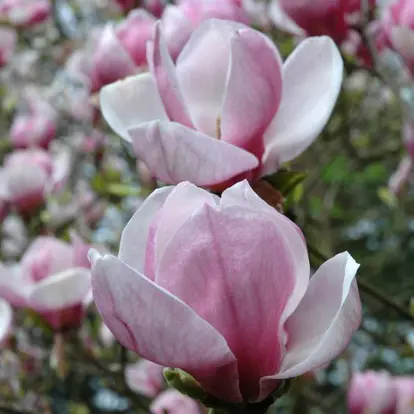 Saucer magnolia blossoms