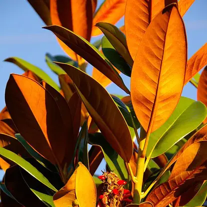southern magnolia leaves http://pixabay.com/en/magnolia-tree-leaves-green-orange-432804/