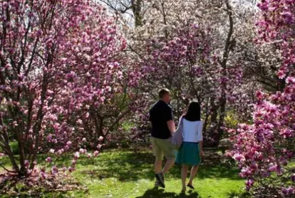 walking in the pink magnolia trees