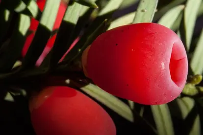 yew berry