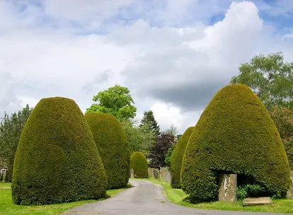 yew shrubs