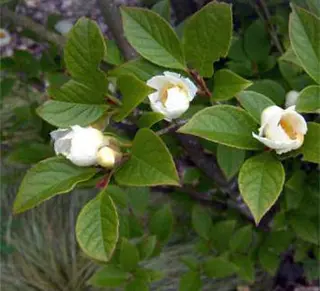Korean Stewartia Tree https://www.willisorchards.com/product/korean-stewartia-tree#.VVtgAma0ypq