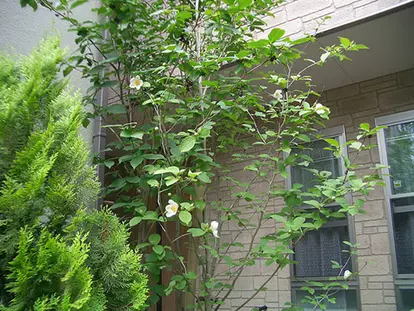 Japanese Stewartia https://www.flickr.com/photos/yagim/8700714515/