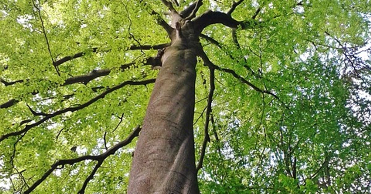 Majestic Beech Trees: Nature's Stately Giants