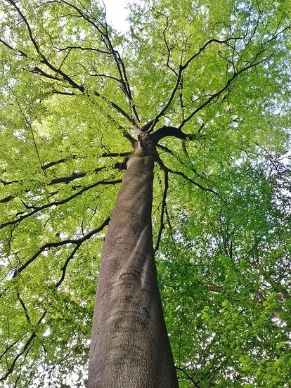 big beech tree