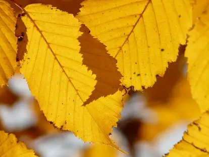 beech leaves