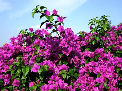 bougainvillea vine