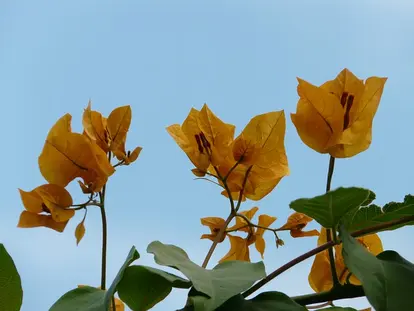 orange bougainvillea