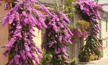 bougainvillea planting