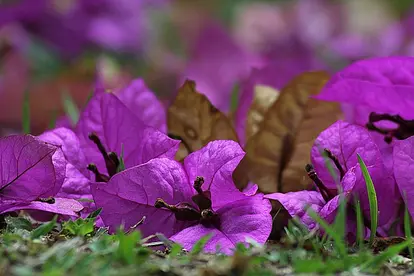 bougainvillea bracts