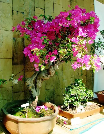 bougainvillea bonsai