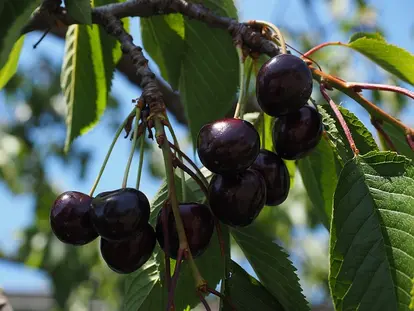 Bing cherry