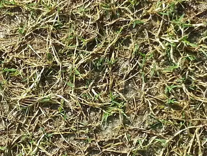 Bermuda grass